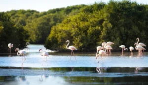 Al Zorah Natural Reserve Ajman