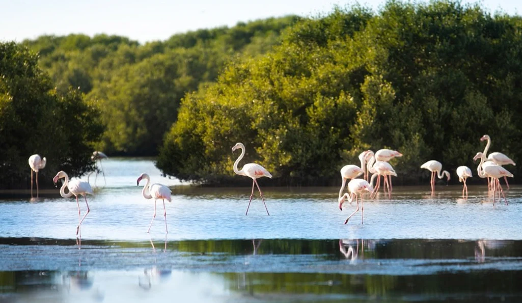 Al Zorah Natural Reserve Ajman